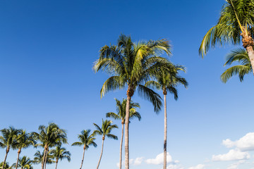 palm trees and blue sky