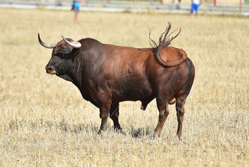 toro en españa