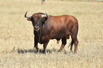 toro en españa