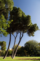 Wysokie śródziemnomorskie drzewa w parku w Madrycie, Hiszpania