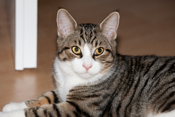 Kater