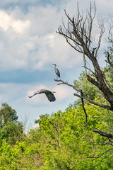 Naklejka premium Typical landscape at swamp area of Imperial Pond (Carska bara), large natural habitat for birds and other animals from Serbia. A grey heron on the photo. Bird in flight.