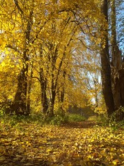 Golden autumn