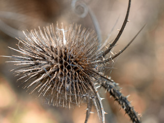 teasel in winter