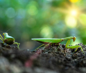 green mantis on a tree trunk