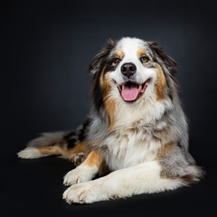 Beautiful adult Australian Shephard dog laying down front view, looking at lens with brown with blue spotted eyes. Mouth open showing tongue. Isolated on black background.