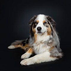 ﻿Beautiful adult Australian Shephard dog laying down front view, looking at lens with brown with blue spotted eyes. Mouth closed. Isolated on black background.