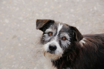 Sad abandoned cute dog portrait - selective focus
