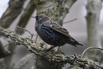 Starling bird up close