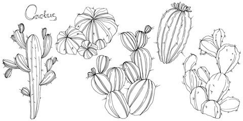 Vector Cactus. Floral botanical flower. Black and white engraved ink art. Isolated cacti illustration element.