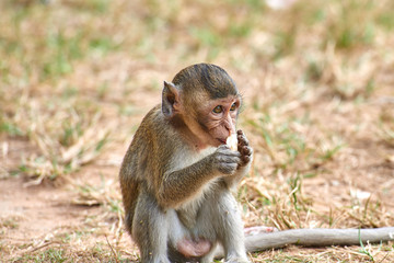 A long-tailed macaque monkey seated on a rock near Angkor Wat, Cambodia in the background is a green blurred landscape