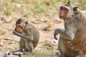 A long-tailed macaque monkey seated on a rock near Angkor Wat, Cambodia in the background is a green blurred landscape