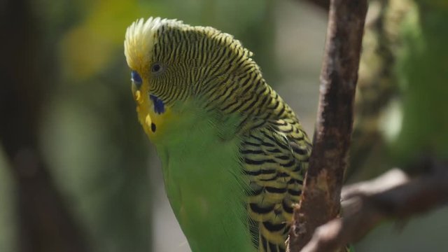 180p slow motion close up of a green and yellow budgie inside a walk-in avairy at a bird park in new south wales, australia