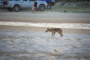 Fototapeta na wymiar Dingo (Canis lupus dingo) on a beach with vehicle and people in background on Fraser Island, Queensland Australia