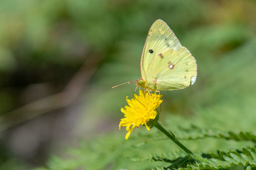  Pieridae / Güzel Azamet / / Colias 