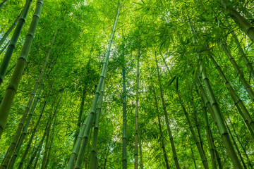 Fototapeta na wymiar bamboo forest wallpaper