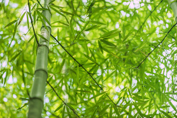 Fototapeta na wymiar bamboo nature plant