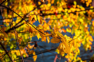 Gefärbter Baum im Herbst