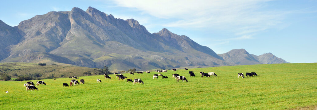 Diary Farm, South Africa.