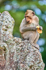 A long-tailed macaque monkey seated on a rock near Angkor Wat, Cambodia in the background is a green blurred landscape