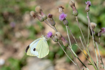 Pieridae / Büyük Beyazmelek / / Pieris brassicae	     