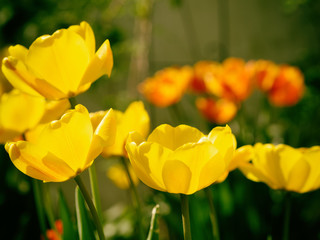 yellow tulips in garden