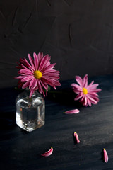 Chrysanthemum flower glass bottles dark vintage background