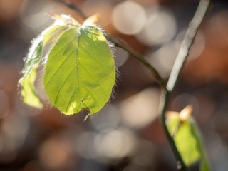 leaf on green background