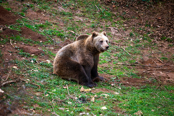 Bear in bear sanctuary in Kutarevo, Croatia