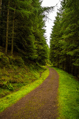 Narrow Gravel Path Through Conifer Forest in Scotland