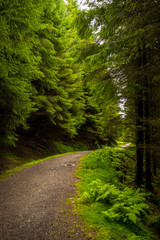Obraz premium Narrow Gravel Path Through Conifer Forest in Scotland