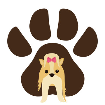 cute miniature chitzu in the paw print 