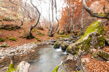 Photograph of the beech forest of Ciñera, Leon (Spain) known as Faedo, declared the best preserved forest in Spain in 2007. You can see the river that crosses the forest