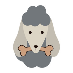 cute french poodle with bone