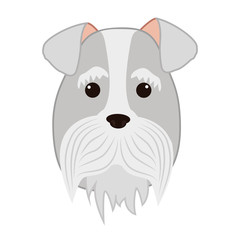 cute miniature schnauzer head