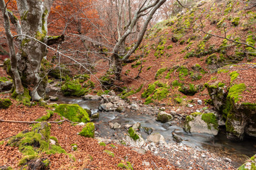 Photograph of the beech forest of Ciñera, Leon (Spain) known as Faedo, declared the best preserved forest in Spain in 2007. You can see the river that crosses the forest