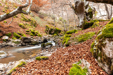 Photograph of the beech forest of Ciñera, Leon (Spain) known as Faedo, declared the best preserved forest in Spain in 2007. You can see the river that crosses the forest