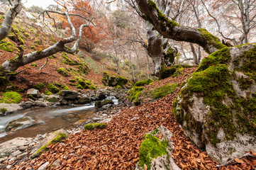 Naklejka na ściany i meble Photograph of the beech forest of Ciñera, Leon (Spain) known as Faedo, declared the best preserved forest in Spain in 2007. You can see the river that crosses the forest