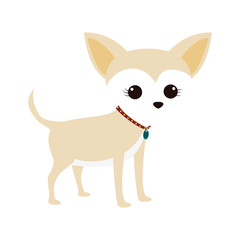 Obraz premium cute miniature chihuahua pet