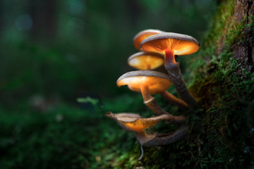 Leuchtende Pilze im Wald