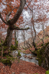 Vertical photograph with 500-year-old beech known as Fagus in the foreground. It's in beech forest of Ciñera, Leon (Spain) known as Faedo, declared the best preserved forest in Spain in 2007.