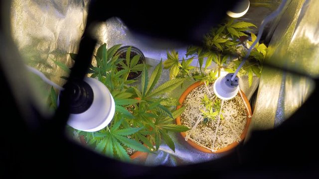 Growing marijuana in the tent . Professional Indoor cannabis growing 