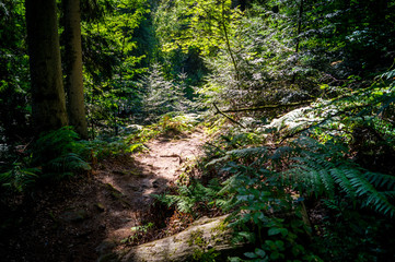Fototapeta premium Sommer im Wald