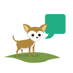 cute miniature chihuahua with speech bubble