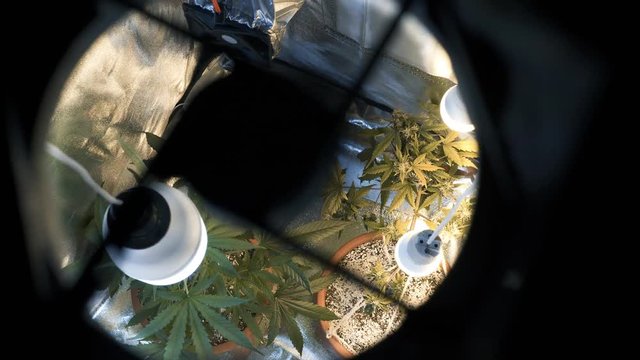 Growing marijuana in the tent . Professional Indoor cannabis growing 