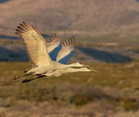 Sandhill crane pair in flight at Bosque del Apache national wildlife refuge in central New Mexico