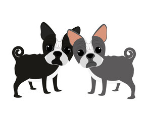 cute boston terriers couple