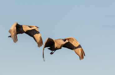 Sandhill crane pair in flight at Bosque del Apache national wildlife refuge in central New Mexico