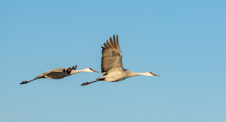 Sandhill crane pair in flight at Bosque del Apache national wildlife refuge in central New Mexico