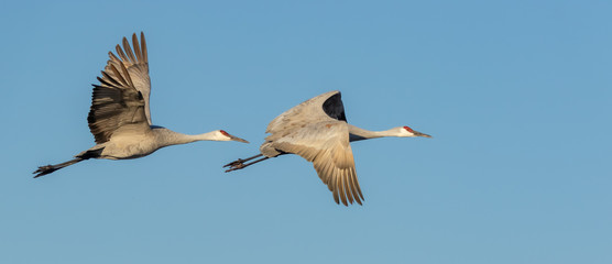 Sandhill crane pair in flight at Bosque del Apache national wildlife refuge in central New Mexico